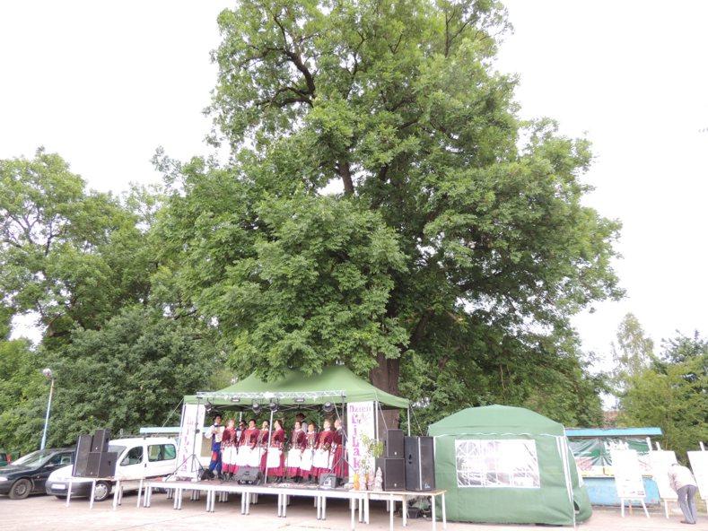 Dzień Lilaka 2014 Listek Koniczyny